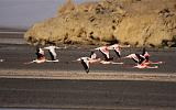 TANZANIA - Lake Natron Flamingos - 01